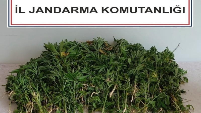 Kenevir bitkisi ele geçirildi