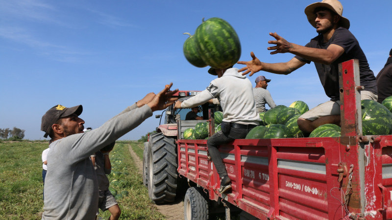 KARPUZDA GECİKEN HASAT TADINA LEZZET KATTI