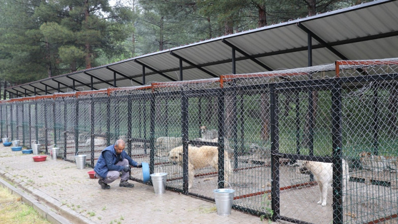 Belediye Destekli 1.000 Köpek Kısırlaştırma Projesi Başladı